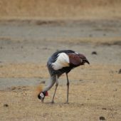  Ngorongoro Crater, TZ